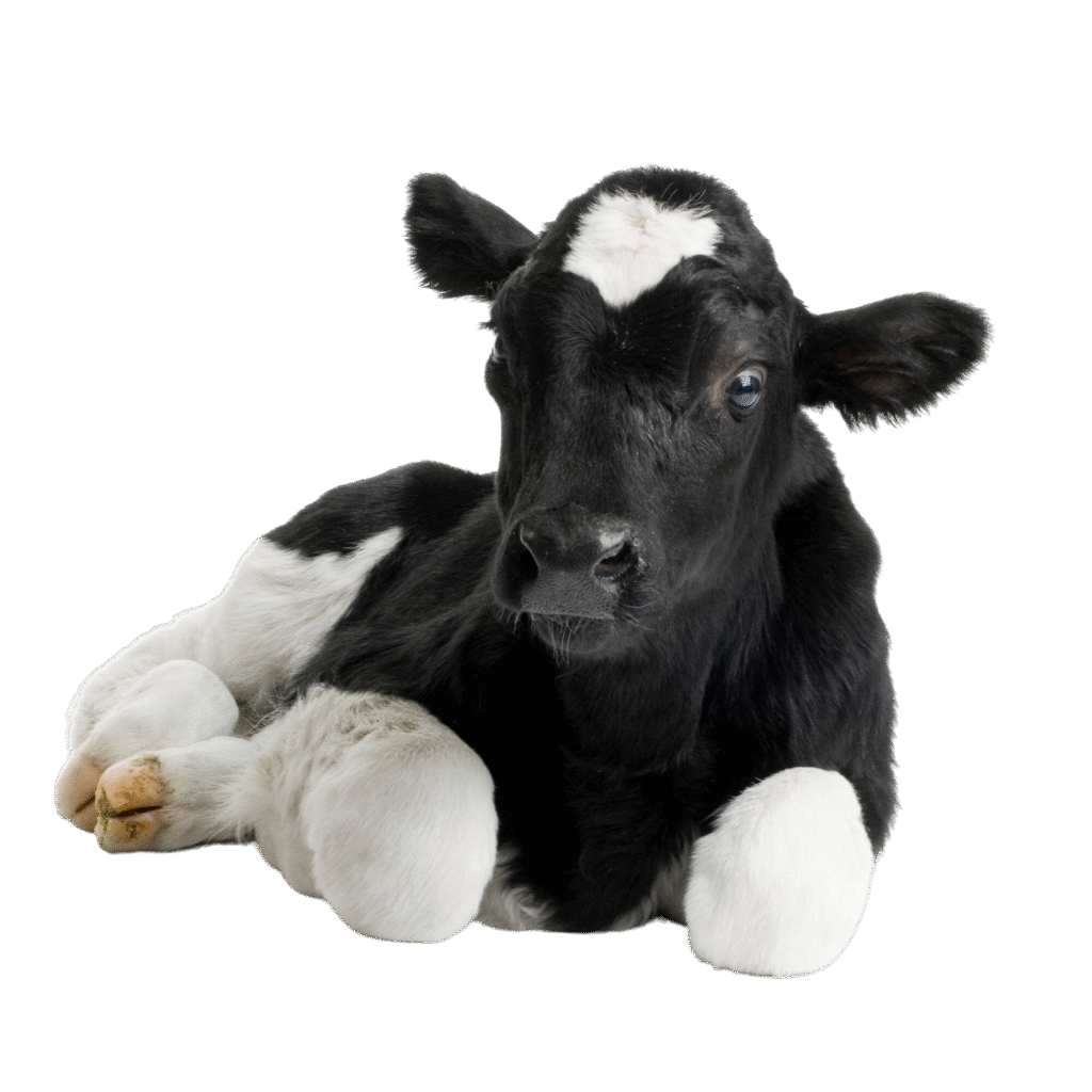 Afyon Adaklık Kurbanlık Satışı| Afyon Adaklık | Afyon Kurbanlık Satışı | Afyon Adaklık Kesimi | Afyon Et Restoranı