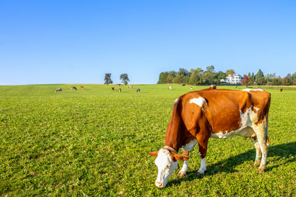 Afyon Adaklık Kurbanlık Satışı| Afyon Adaklık | Afyon Kurbanlık Satışı | Afyon Adaklık Kesimi | Afyon Et Restoranı