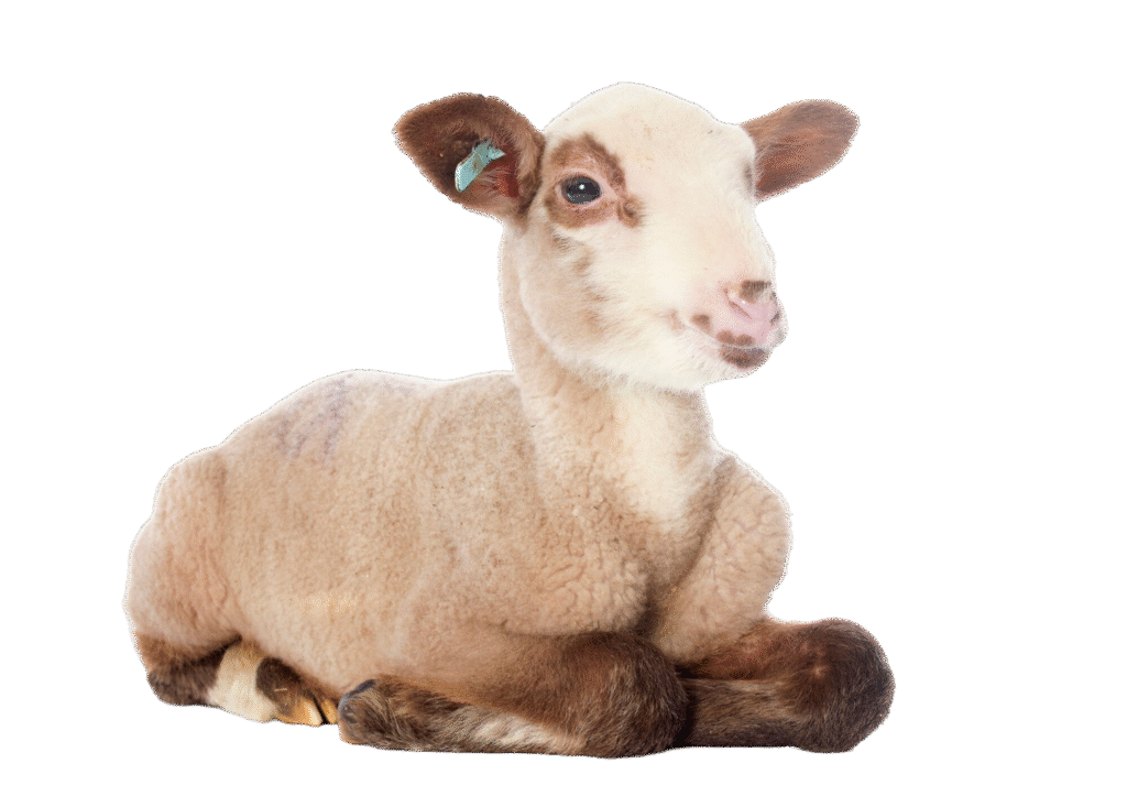 Afyon Adaklık Kurbanlık Satışı| Afyon Adaklık | Afyon Kurbanlık Satışı | Afyon Adaklık Kesimi | Afyon Et Restoranı